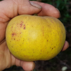 Apple - Orleans Reinette - Scion