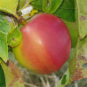 Apple - Banana Pippin - Scion