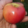 Apple - Banana Pippin - Scion