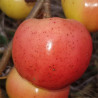 Apple - Banana Pippin - Scion