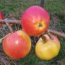 Apple - Banana Pippin - Scion
