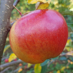 Apple - King of Tompkins County - Scion