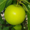 Apple - Greensleeves - Scion