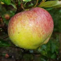 Apple - Perzikrode Zomerapple - Scion