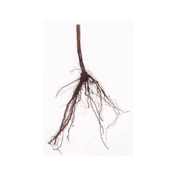 G969 ® - Apple Rootstock - Bare Rooted