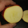 Apple - Bancroft - Scion