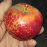 Apple - Bancroft - Scion