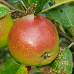 Apple - Jaszvadoka - Scion