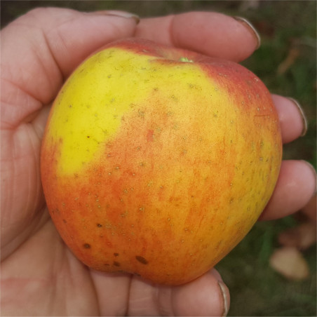 Apple - Marriage Maker - Scion