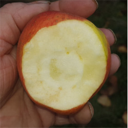 Apple - Marriage Maker - Scion