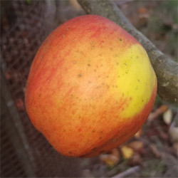 Apple - Marriage Maker - Scion