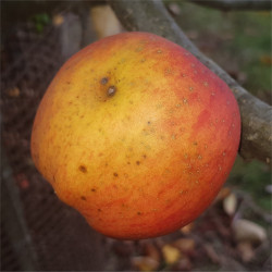 Apple - Marriage Maker - Scion