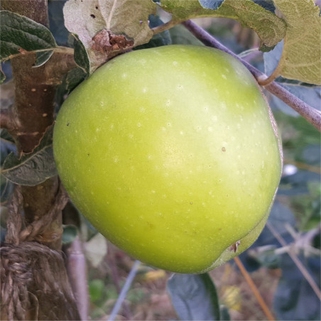 Apple - Snells Glass - Scion