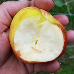 Apple - Gul Grasten - Scion