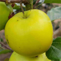 Apple - Ladys Finger - Scion