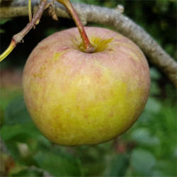 Apple - Fuji - Scion