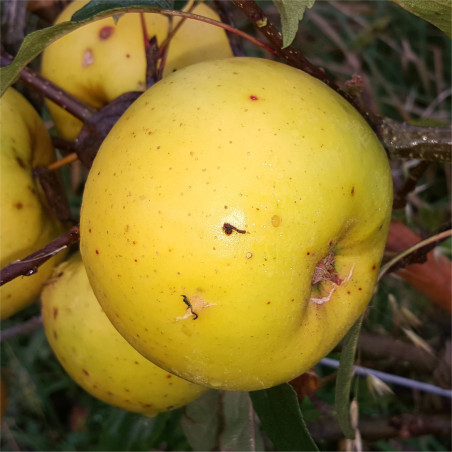 Apple - Limelight - Scion