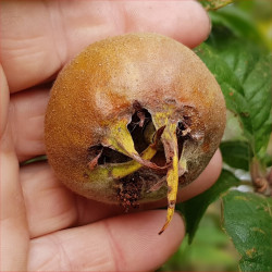 Medlar - Large Dutch - Scion