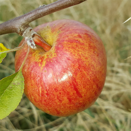 Apple - Kermerrien - Scion