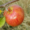 Apple - Kermerrien - Scion