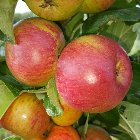 Apple - Jeanne Renard - Scion