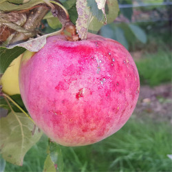 Apple - Jamba - Scion