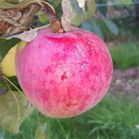 Apple - Jamba - Scion