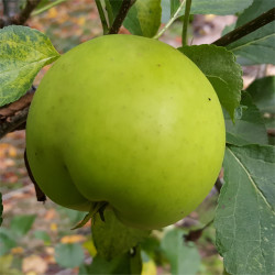 Apple - Greensleeves - Scion