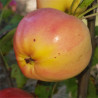 Apple - Banana Pippin - Scion