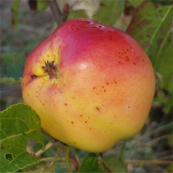Apple - Banana Pippin - Scion