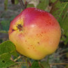 Apple - Banana Pippin - Scion