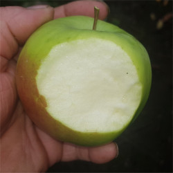 Apple - Ligol - Scion