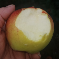 Apple - Perzikrode Zomerapple - Scion