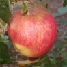Apple - Perzikrode Zomerapple - Scion