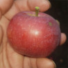 Apple - Cortland - Scion