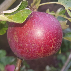 Apple - Cortland - Scion