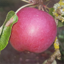Apple - Cortland - Scion