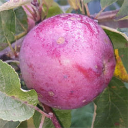 Apple - Cortland - Scion