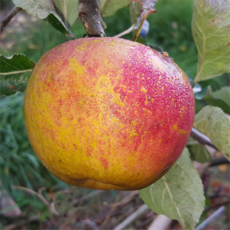 Apple - Karmijn de Sonnaville - Scion