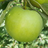 Apple - Sawpit - Scion