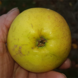Apple - Dumelows Seedling - Scion