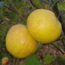 Apple - Dumelows Seedling - Scion