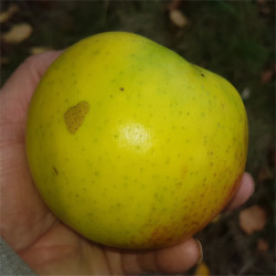 Apple - Martins Custard - Scion