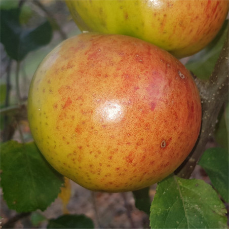 Apple - Martins Custard - Scion