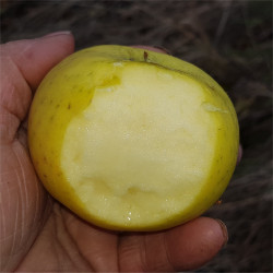 Apple - Martins Custard - Scion