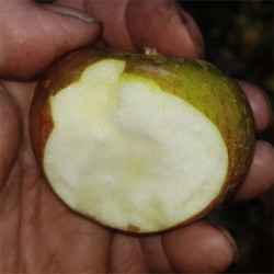 Apple - Pixie - Scion