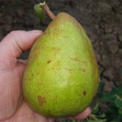Pear - Bojarda - Scion