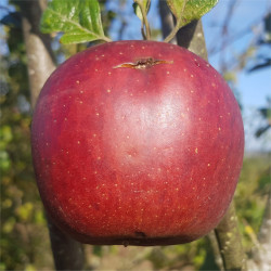 Apple - King Coffee - Scion