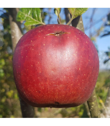 Apple - King Coffee - Scion