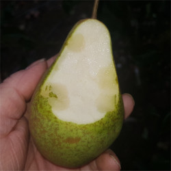 Pear - Charneux - Scion